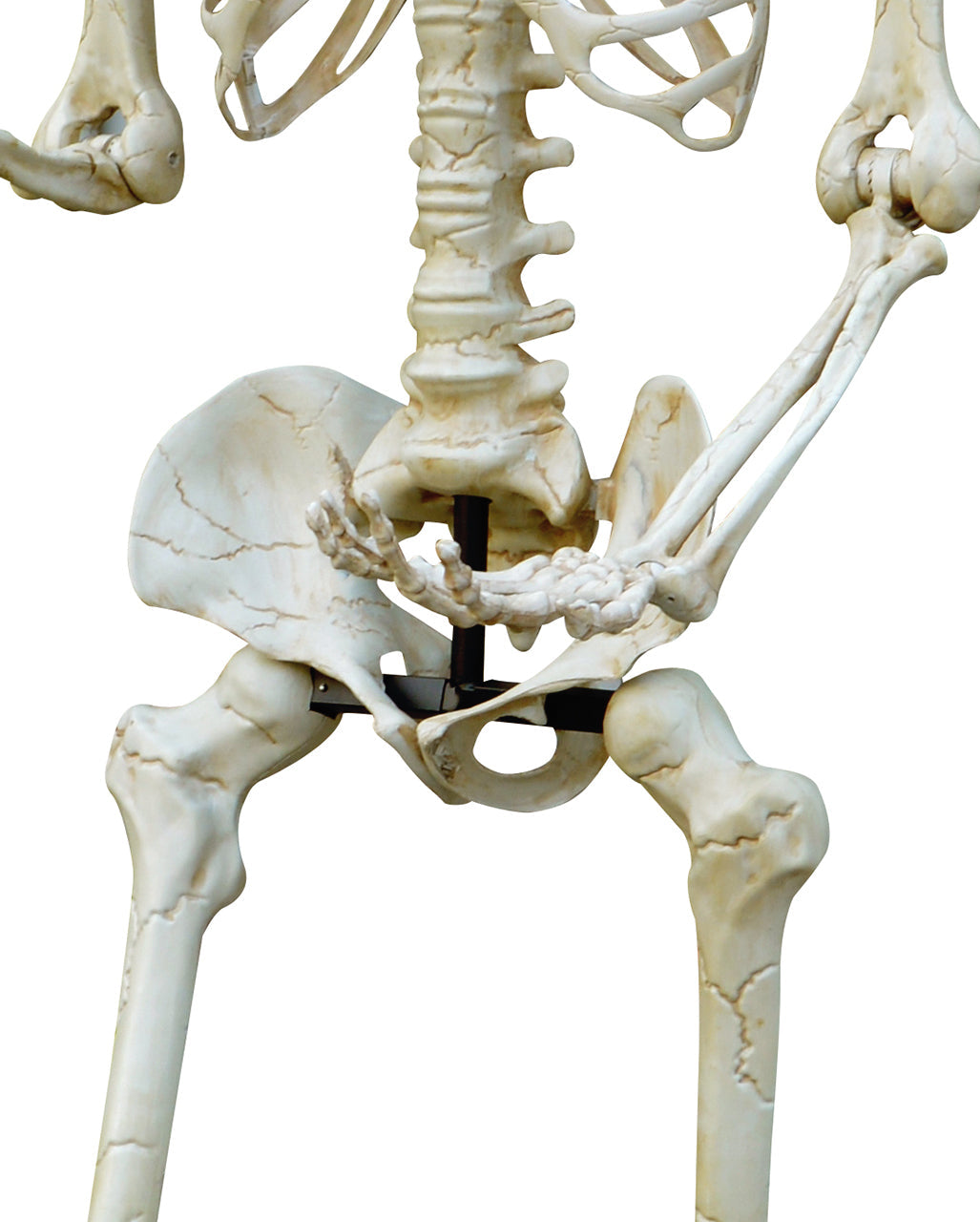 Giant Skeleton Outdoor Decoration