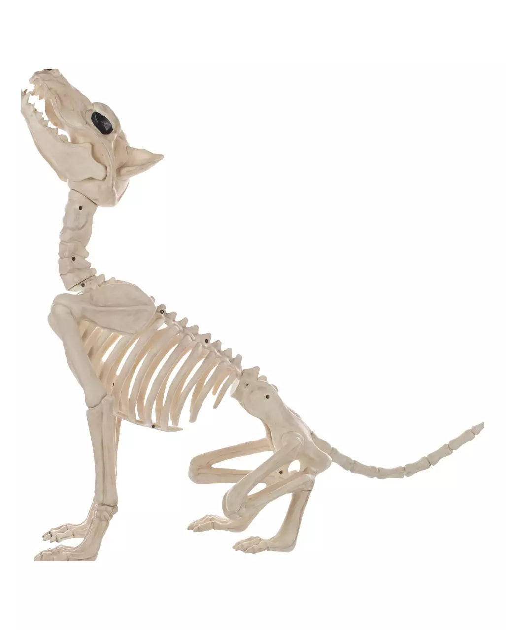 Werewolf Skeleton 70cm